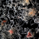 Small fraction of a single living specimen dissected out of its host sponge as seen through the stereomicroscope. Some dislodged fragments of sponge tissue can also be seen.